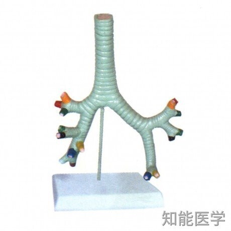 支氣管病理模型